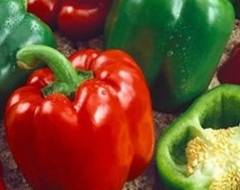 Semillas de pimiento dulce gigante resistente Keystone / Orgánico