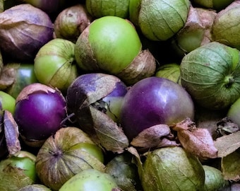 Purple Tomatillo Seeds | Heirloom | Organic