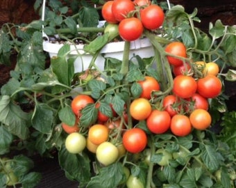 Cherry Falls Tomato Seeds | Organic