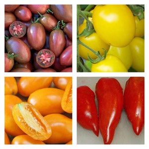 May include: Assortment of tomatoes in various colors and shapes, including red, yellow, orange, and black. The tomatoes are arranged in a grid pattern.