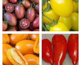 Tomatenmark | Bio-Samen