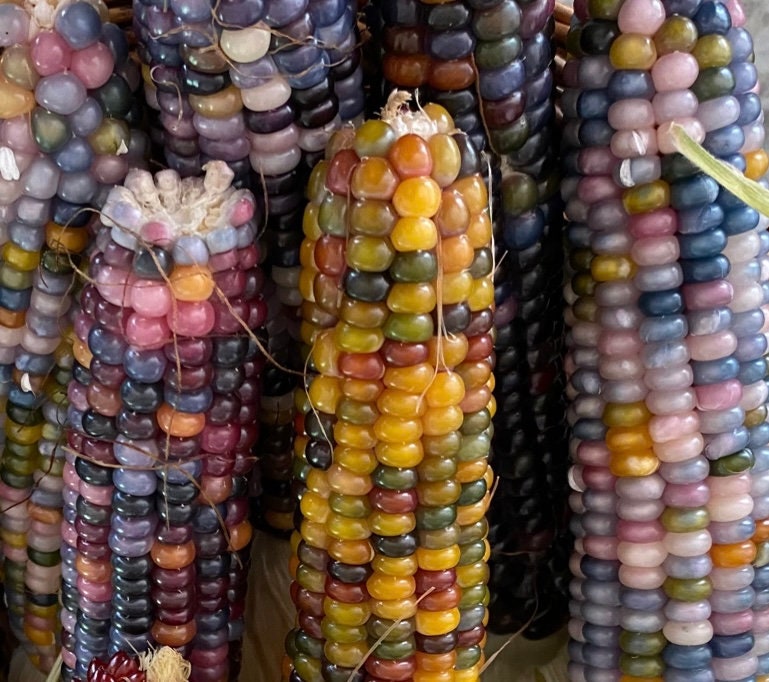  Glass Gem Indian Corn Heirloom Seed - The Most Beautiful Corn  in the World! : Corn Plants : Patio, Lawn & Garden