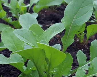 Rocket Arugula Seeds (Aka Roquette) | Heirloom | Organic