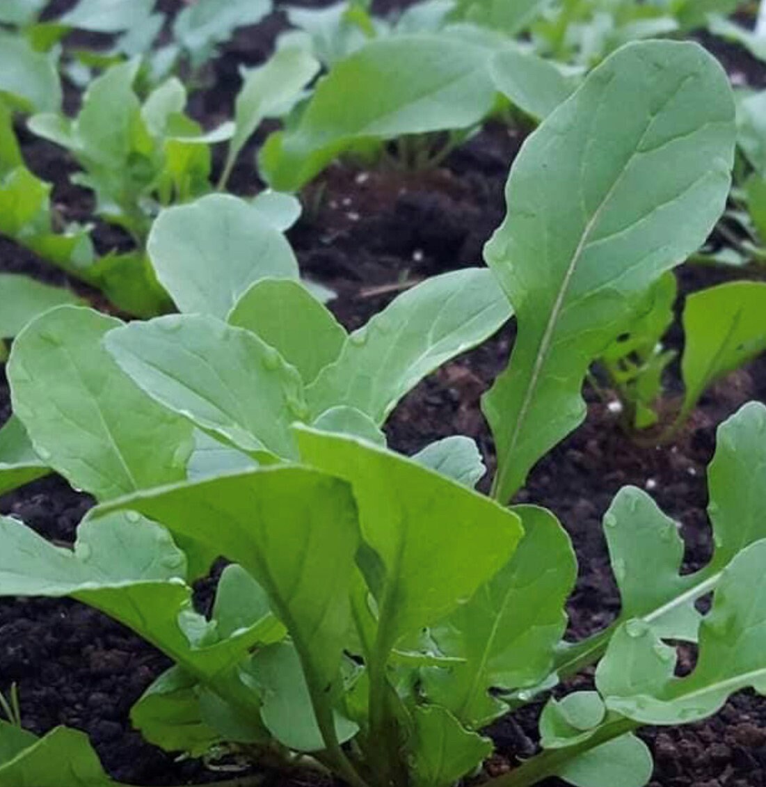 Organic Arugula Roquette Herb Seeds for Sale