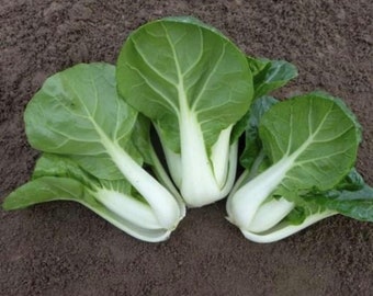 White Stem Bok Choy Cabbage Seeds | Organic