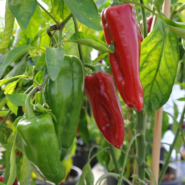 Red Marconi Sweet Pepper Seeds | Heirloom | Organic