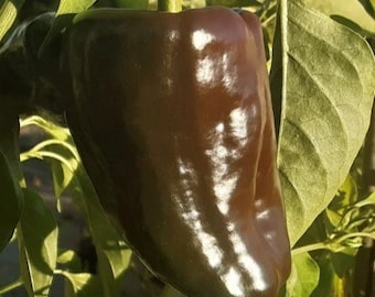 Mulato Isleno Pepper Seeds | Hot | Heirloom | Organic
