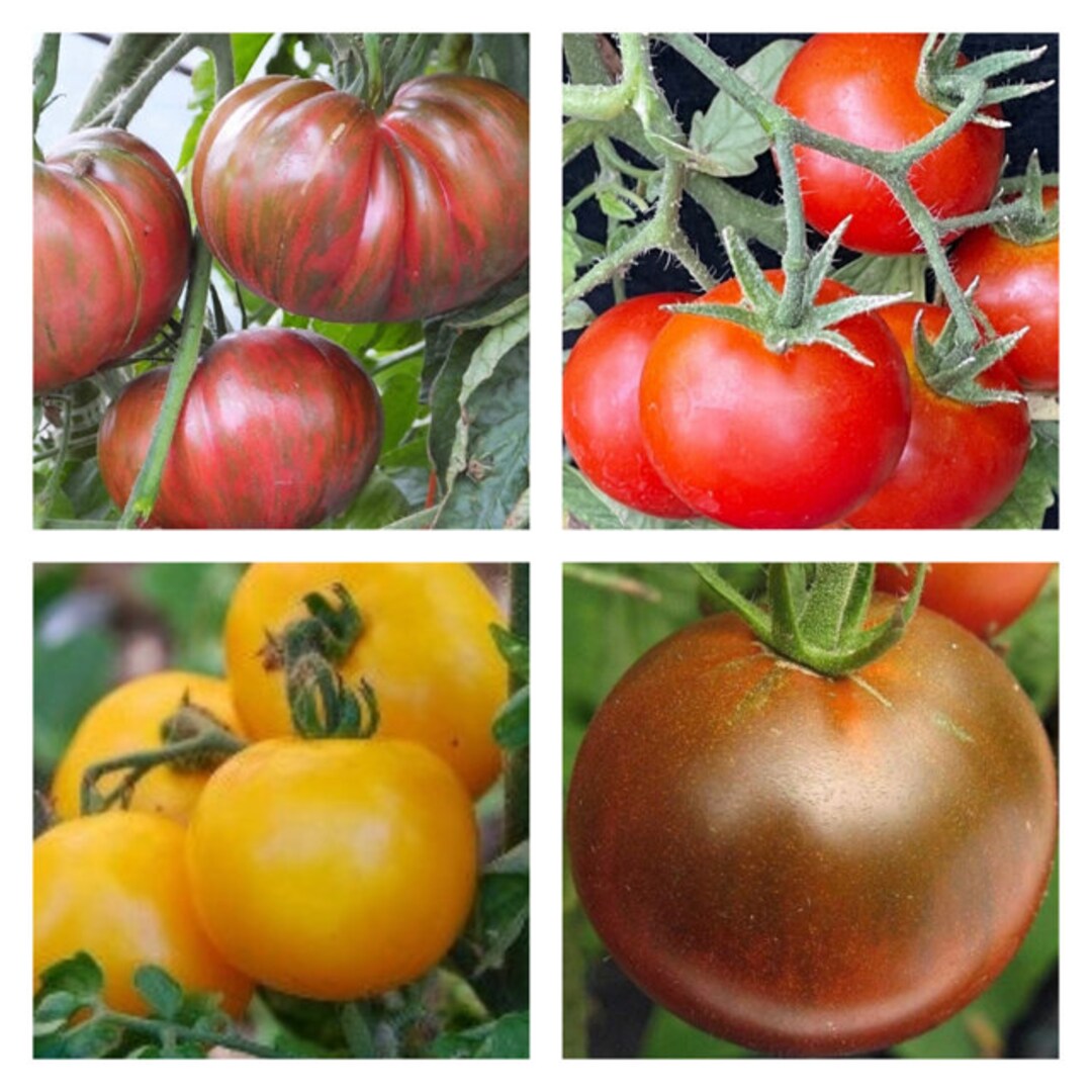 Cold Tolerant Tomato Mix Organic Seeds Etsy