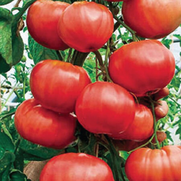 Italian Tree/ Trip-L-Crop Tomato Seeds | Heirloom | Organic