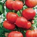 see more listings in the Tomato Seeds section