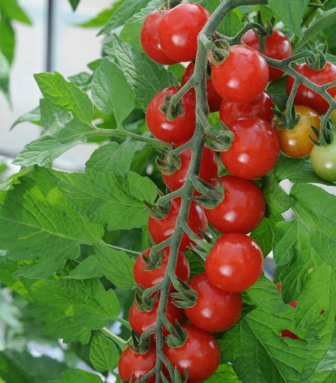 Sweet Chelsea Tomato Seeds | Organic | Heirloom - Etsy