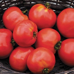 Moskvich Tomato Seeds | Heirloom | Organic
