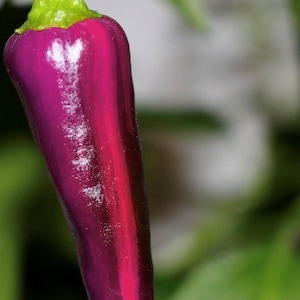 Purple Tiger Hot Pepper Seeds | Organic