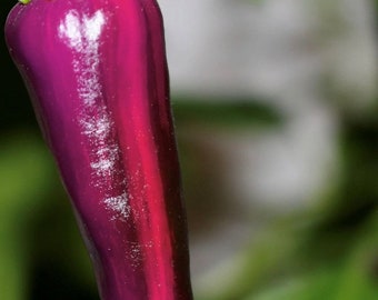 Purple Tiger Hot Pepper Seeds | Organic