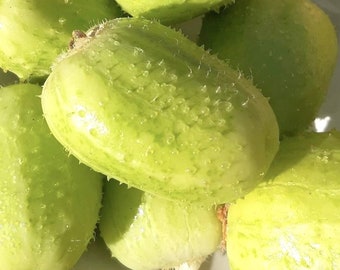 Crystal Apple Cucumber Seeds | Heirloom | Organic