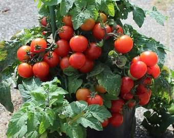 Tiny Tim Tomato Seeds | Heirloom | Organic