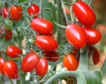 Semillas de tomate Napoli / Heirloom / Orgánicas / A granel / Venta al por mayor