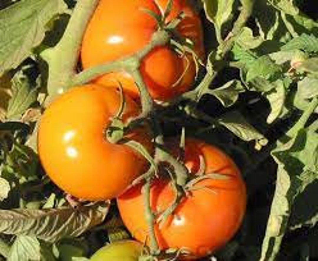 Caro Rich Tomato Seeds Heirloom Organic Bulk Wholesale Etsy