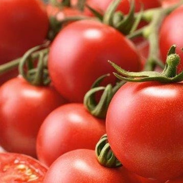Indian Curry Tomato Seeds | Organic