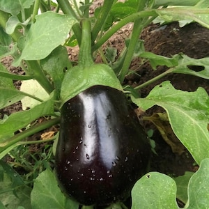 Black Beauty Eggplant Seeds | Heirloom | Organic