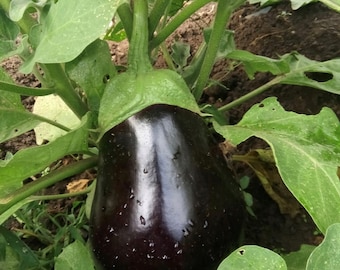 Black Beauty Eggplant Seeds | Heirloom | Organic