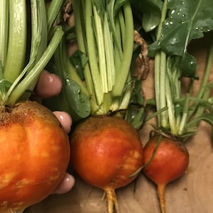 May include: Three golden beets with green tops. The beets are different sizes and have a vibrant orange color.