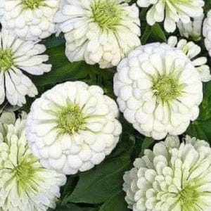 Pode incluir: Close-up de várias flores de zínia brancas com centros verdes e folhas verdes. As pétalas são em camadas e bem juntas, criando uma forma cheia e arredondada. As flores estão em vários estágios de floração, algumas totalmente abertas e outras ainda em botão.