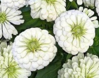 Semillas de flores de zinnia de oso polar