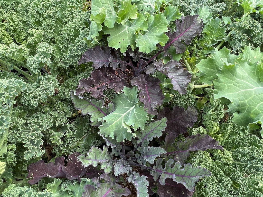 Kale Mix Organic Seeds Etsy