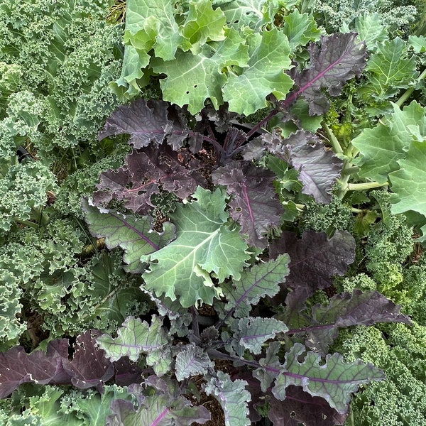Kale Mix | Organic | Seeds