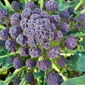 Purple Sprouting Broccoli Seeds | Heirloom | Organic