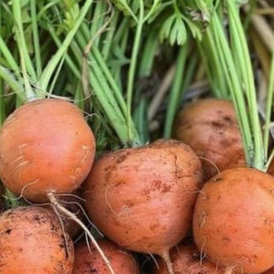 Parisian Carrot Seeds | Heirloom | Organic