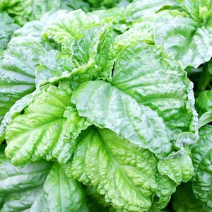 May include: Close-up of a bunch of fresh green basil leaves.