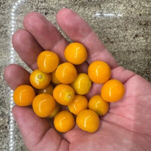 May include: A hand holding a pile of small, bright yellow, round fruits.