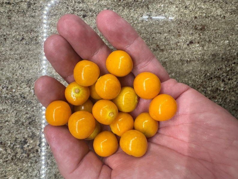 May include: A hand holding a pile of small, bright yellow, round fruits.
