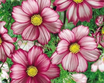 Semillas de flores Picotee Cosmo