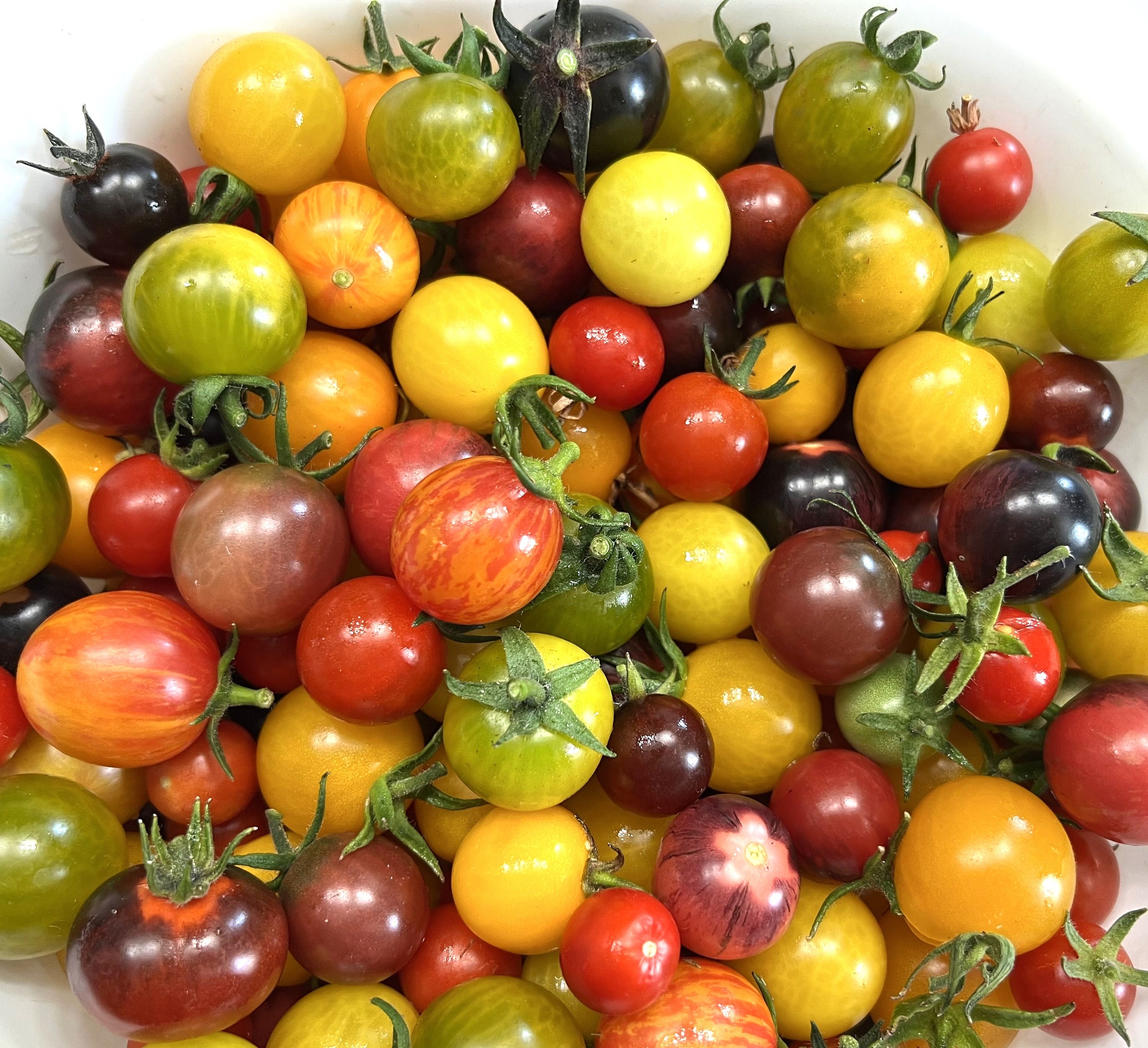 Heirloom Cherry Tomato Mix Heirloom Organic Etsy