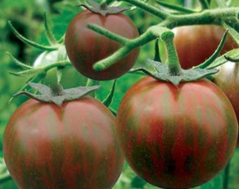 Black Zebra Tomato Seeds | Organic