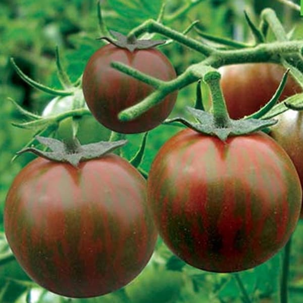 Black Zebra Tomato Seeds | Organic