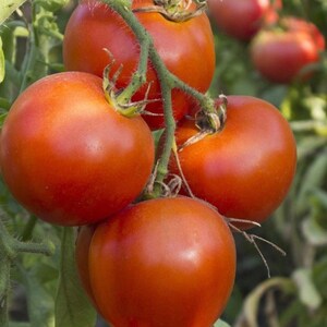 Arkansas Traveler Tomato Seeds | Heirloom | Organic