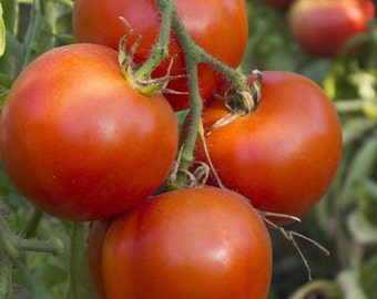 Semi di pomodoro Arkansas Traveler / Cimelio / Biologici