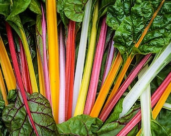 Rainbow Chard Mix Seeds | Organic