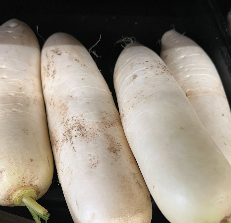 Daikon Radish Seeds Organic Etsy