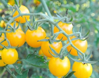 Gelbe Johannisbeere Tomatensamen | Erbstück | Bio