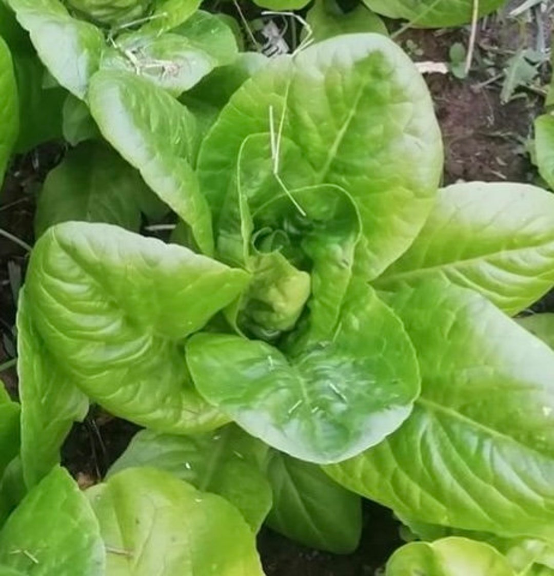 Little Gem Butterhead Lettuce Seeds Organic Etsy