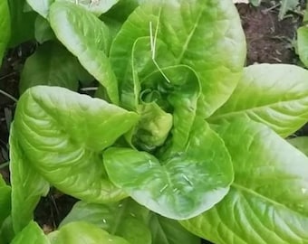 Semillas de lechuga mantecosa Little Gem / Orgánica