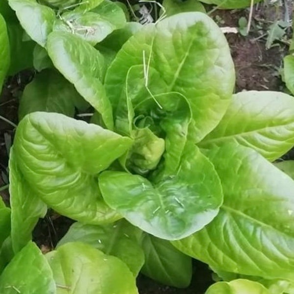 Little Gem Butterhead Lettuce Seeds | Organic