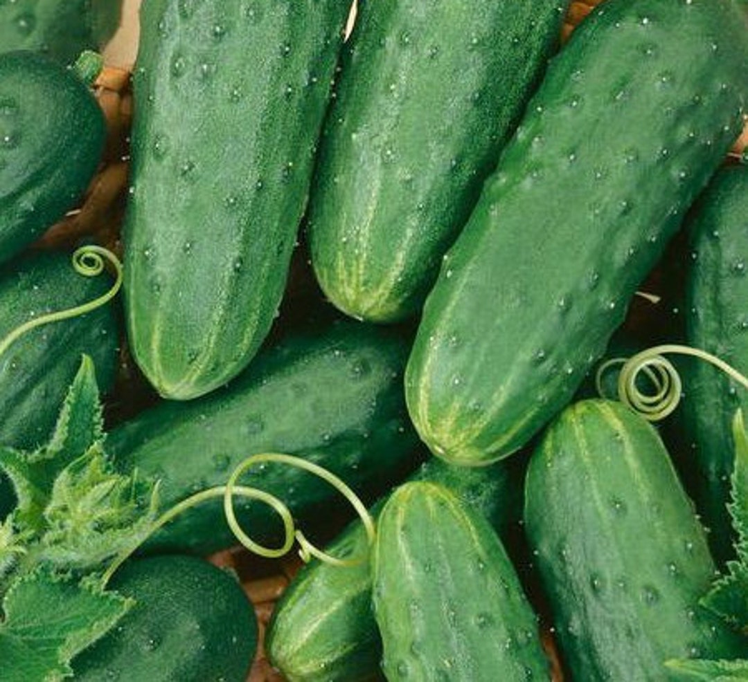Homemade Pickles Cucumber Seeds Heirloom Organic Etsy