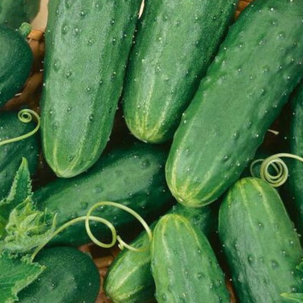 Homemade Pickles Cucumber Seeds | Heirloom | Organic