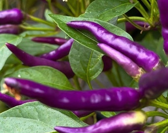 Buena Mulata Pepper Seeds | Hot |  Heirloom | Organic